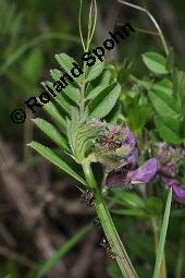 Zaun-Wicke, Vicia sepium, Vicia sepium, Zaun-Wicke, Fabaceae, mit Ameisen Kauf von 03428_vicia_sepium_dsc_0280.jpg