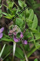 Zaun-Wicke, Vicia sepium, Vicia sepium, Zaun-Wicke, Fabaceae, mit Ameisen Kauf von 03428_vicia_sepium_dsc_0281.jpg