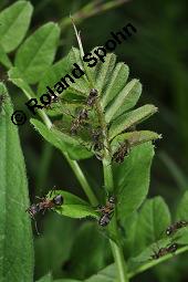 Zaun-Wicke, Vicia sepium, Vicia sepium, Zaun-Wicke, Fabaceae, mit Ameisen Kauf von 03428_vicia_sepium_dsc_0282.jpg