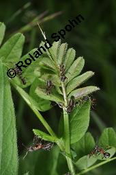 Zaun-Wicke, Vicia sepium, Vicia sepium, Zaun-Wicke, Fabaceae, mit Ameisen Kauf von 03428_vicia_sepium_dsc_0283.jpg