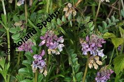 Zaun-Wicke, Vicia sepium, Vicia sepium, Zaun-Wicke, Fabaceae, mit Ameisen Kauf von 03428_vicia_sepium_dsc_0903.jpg