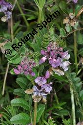 Zaun-Wicke, Vicia sepium, Vicia sepium, Zaun-Wicke, Fabaceae, mit Ameisen Kauf von 03428_vicia_sepium_dsc_0904.jpg