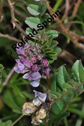 Zaun-Wicke, Vicia sepium, Vicia sepium, Zaun-Wicke, Fabaceae, mit Ameisen Kauf von 03428_vicia_sepium_dsc_0905.jpg