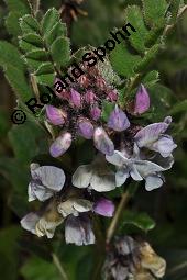 Zaun-Wicke, Vicia sepium, Vicia sepium, Zaun-Wicke, Fabaceae, mit Ameisen Kauf von 03428_vicia_sepium_dsc_0906.jpg