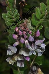 Zaun-Wicke, Vicia sepium, Vicia sepium, Zaun-Wicke, Fabaceae, mit Ameisen Kauf von 03428_vicia_sepium_dsc_0907.jpg