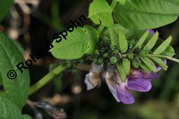 Zaun-Wicke, Vicia sepium, Vicia sepium, Zaun-Wicke, Fabaceae, mit Ameisen Kauf von 03428_vicia_sepium_dsc_7453.jpg