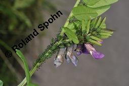 Zaun-Wicke, Vicia sepium, Vicia sepium, Zaun-Wicke, Fabaceae, mit Ameisen Kauf von 03428_vicia_sepium_dsc_7456.jpg