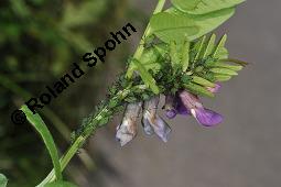 Zaun-Wicke, Vicia sepium, Vicia sepium, Zaun-Wicke, Fabaceae, mit Ameisen Kauf von 03428_vicia_sepium_dsc_7457.jpg