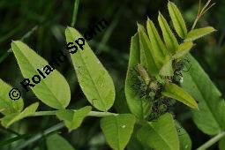 Zaun-Wicke, Vicia sepium, Vicia sepium, Zaun-Wicke, Fabaceae, mit Ameisen Kauf von 03428_vicia_sepium_dsc_7458.jpg