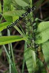 Zaun-Wicke, Vicia sepium, Vicia sepium, Zaun-Wicke, Fabaceae, mit Ameisen Kauf von 03428_vicia_sepium_dsc_7459.jpg