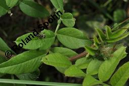 Zaun-Wicke, Vicia sepium, Vicia sepium, Zaun-Wicke, Fabaceae, mit Ameisen Kauf von 03428_vicia_sepium_dsc_7461.jpg