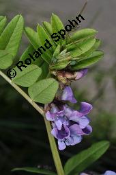 Zaun-Wicke, Vicia sepium, Vicia sepium, Zaun-Wicke, Fabaceae, mit Ameisen Kauf von 03428_vicia_sepium_dsc_7462.jpg