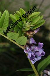 Zaun-Wicke, Vicia sepium, Vicia sepium, Zaun-Wicke, Fabaceae, mit Ameisen Kauf von 03428_vicia_sepium_dsc_7463.jpg