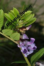 Zaun-Wicke, Vicia sepium, Vicia sepium, Zaun-Wicke, Fabaceae, mit Ameisen Kauf von 03428_vicia_sepium_dsc_7465.jpg