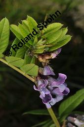 Zaun-Wicke, Vicia sepium, Vicia sepium, Zaun-Wicke, Fabaceae, mit Ameisen Kauf von 03428_vicia_sepium_dsc_7466.jpg