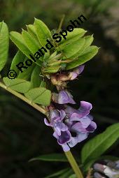 Zaun-Wicke, Vicia sepium, Vicia sepium, Zaun-Wicke, Fabaceae, mit Ameisen Kauf von 03428_vicia_sepium_dsc_7467.jpg