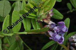 Zaun-Wicke, Vicia sepium, Vicia sepium, Zaun-Wicke, Fabaceae, mit Ameisen Kauf von 03428_vicia_sepium_dsc_7469.jpg