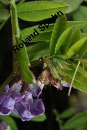 Zaun-Wicke, Vicia sepium, Vicia sepium, Zaun-Wicke, Fabaceae, mit Ameisen Kauf von 03428_vicia_sepium_dsc_7470.jpg