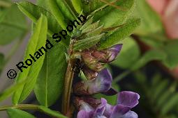 Zaun-Wicke, Vicia sepium, Vicia sepium, Zaun-Wicke, Fabaceae, mit Ameisen Kauf von 03428_vicia_sepium_dsc_7471.jpg