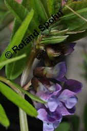 Zaun-Wicke, Vicia sepium, Vicia sepium, Zaun-Wicke, Fabaceae, mit Ameisen Kauf von 03428_vicia_sepium_dsc_7472.jpg