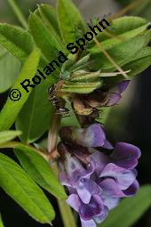 Zaun-Wicke, Vicia sepium, Vicia sepium, Zaun-Wicke, Fabaceae, mit Ameisen Kauf von 03428_vicia_sepium_dsc_7473.jpg