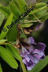 Zaun-Wicke, Vicia sepium, Vicia sepium, Zaun-Wicke, Fabaceae, mit Ameisen Kauf von 03428_vicia_sepium_dsc_7474.jpg