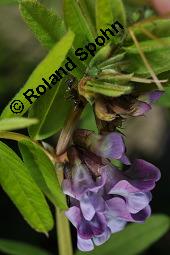 Zaun-Wicke, Vicia sepium, Vicia sepium, Zaun-Wicke, Fabaceae, mit Ameisen Kauf von 03428_vicia_sepium_dsc_7475.jpg