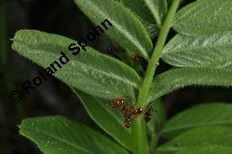 Zaun-Wicke, Vicia sepium, Vicia sepium, Zaun-Wicke, Fabaceae, mit Ameisen Kauf von 03428_vicia_sepium_dsc_9018.jpg