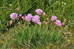 Strand-Grasnellke, Gewöhnliche Grasnelke, Strandnelke, Armeria maritima, Armeria maritima, Strand-Grasnelke, Gewöhnliche Grasnelke, Strandnelke, Plumbaginaceae, Blühend Kauf von 03440_armeria_maritima_dsc_0691.jpg