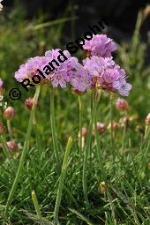 Strand-Grasnellke, Gewöhnliche Grasnelke, Strandnelke, Armeria maritima, Armeria maritima, Strand-Grasnelke, Gewöhnliche Grasnelke, Strandnelke, Plumbaginaceae, Blühend Kauf von 03440_armeria_maritima_dsc_0693.jpg