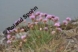 Strand-Grasnellke, Gewöhnliche Grasnelke, Strandnelke, Armeria maritima, Armeria maritima, Strand-Grasnelke, Gewöhnliche Grasnelke, Strandnelke, Plumbaginaceae, Blühend Kauf von 03440_armeria_maritima_dsc_0888.jpg