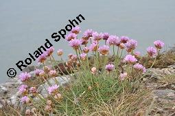 Strand-Grasnellke, Gewöhnliche Grasnelke, Strandnelke, Armeria maritima, Armeria maritima, Strand-Grasnelke, Gewöhnliche Grasnelke, Strandnelke, Plumbaginaceae, Blühend Kauf von 03440_armeria_maritima_dsc_0889.jpg