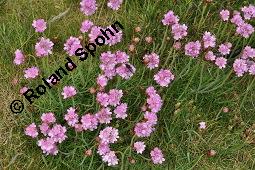 Strand-Grasnellke, Gewhnliche Grasnelke, Strandnelke, Armeria maritima, Armeria maritima, Strand-Grasnelke, Gewhnliche Grasnelke, Strandnelke, Plumbaginaceae, Blhend Kauf von 03440_armeria_maritima_dsc_0891.jpg