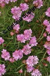 Strand-Grasnellke, Gewöhnliche Grasnelke, Strandnelke, Armeria maritima, Armeria maritima, Strand-Grasnelke, Gewöhnliche Grasnelke, Strandnelke, Plumbaginaceae, Blühend Kauf von 03440_armeria_maritima_dsc_0892.jpg