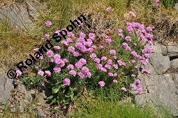 Strand-Grasnellke, Gewhnliche Grasnelke, Strandnelke, Armeria maritima, Armeria maritima, Strand-Grasnelke, Gewhnliche Grasnelke, Strandnelke, Plumbaginaceae, Blhend Kauf von 03440_armeria_maritima_dsc_0922.jpg