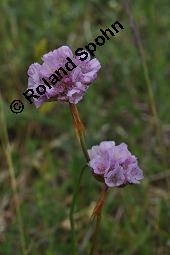 Strand-Grasnellke, Gewöhnliche Grasnelke, Strandnelke, Armeria maritima, Armeria maritima, Strand-Grasnelke, Gewöhnliche Grasnelke, Strandnelke, Plumbaginaceae, Blühend Kauf von 03440_armeria_maritima_dsc_4512.jpg