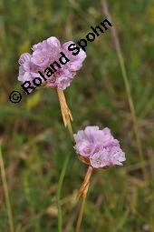 Strand-Grasnellke, Gewhnliche Grasnelke, Strandnelke, Armeria maritima, Armeria maritima, Strand-Grasnelke, Gewhnliche Grasnelke, Strandnelke, Plumbaginaceae, Blhend Kauf von 03440_armeria_maritima_dsc_4513.jpg