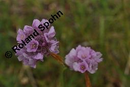 Strand-Grasnellke, Gewöhnliche Grasnelke, Strandnelke, Armeria maritima, Armeria maritima, Strand-Grasnelke, Gewöhnliche Grasnelke, Strandnelke, Plumbaginaceae, Blühend Kauf von 03440_armeria_maritima_dsc_4514.jpg