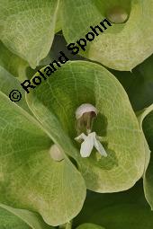 Muschelblume, Molucella laevis, Molucella laevis, Muschelblume, Lamiaceae, Blühend Kauf von 03446_molucella_laevis_dsc_6901.jpg