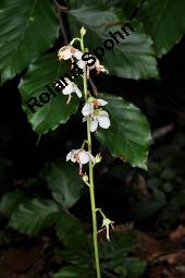 Rundblättriges Wintergrün, Pyrola rotundifolia, Pyrola rotundifolia, Rundblättriges Wintergrün, Ericaceae, Habitus blühend Kauf von 03477_pyrola_rotundifolia_dsc_2506.jpg