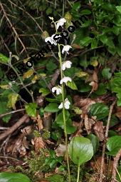 Rundblttriges Wintergrn, Pyrola rotundifolia, Pyrola rotundifolia, Rundblttriges Wintergrn, Ericaceae, Habitus blhend Kauf von 03477_pyrola_rotundifolia_dsc_2507.jpg