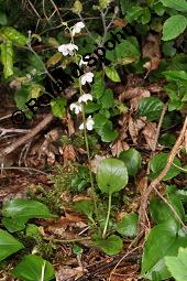 Rundblättriges Wintergrün, Pyrola rotundifolia, Pyrola rotundifolia, Rundblättriges Wintergrün, Ericaceae, Habitus blühend Kauf von 03477_pyrola_rotundifolia_dsc_2508.jpg