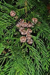 Lawsons Scheinzypresse, Chamaecyparis lawsoniana, Callitropsis lawsoniana, Chamaecyparis lawsoniana, Callitropsis lawsoniana, Lawsons Scheinzypresse, Cupressaceae, fruchtend Kauf von 03532_chamaecyparis_lawsoniana_dsc_4747.jpg