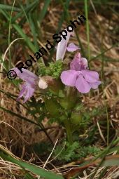 Waldmoor-Lusekraut, Wald-Lusekraut, Pedicularis sylvatica, Pedicularis sylvatica, Waldmoor-Lusekraut, Wald-Lusekraut, Orobanchaceae, Blhend Kauf von 03559_pedicularis_sylvatica_dsc_0668.jpg