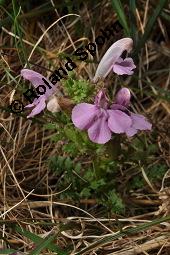 Waldmoor-Läusekraut, Wald-Läusekraut, Pedicularis sylvatica, Pedicularis sylvatica, Waldmoor-Läusekraut, Wald-Läusekraut, Orobanchaceae, Blühend Kauf von 03559_pedicularis_sylvatica_dsc_0669.jpg