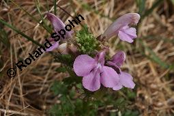 Waldmoor-Läusekraut, Wald-Läusekraut, Pedicularis sylvatica, Pedicularis sylvatica, Waldmoor-Läusekraut, Wald-Läusekraut, Orobanchaceae, Blühend Kauf von 03559_pedicularis_sylvatica_dsc_0670.jpg