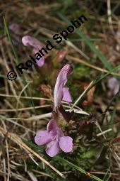 Waldmoor-Lusekraut, Wald-Lusekraut, Pedicularis sylvatica, Pedicularis sylvatica, Waldmoor-Lusekraut, Wald-Lusekraut, Orobanchaceae, Blhend Kauf von 03559_pedicularis_sylvatica_dsc_0671.jpg