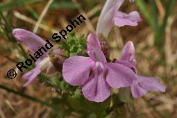 Waldmoor-Läusekraut, Wald-Läusekraut, Pedicularis sylvatica, Pedicularis sylvatica, Waldmoor-Läusekraut, Wald-Läusekraut, Orobanchaceae, Blühend Kauf von 03559_pedicularis_sylvatica_dsc_0672.jpg