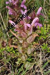 Waldmoor-Läusekraut, Wald-Läusekraut, Pedicularis sylvatica, Pedicularis sylvatica, Waldmoor-Läusekraut, Wald-Läusekraut, Orobanchaceae, Blühend Kauf von 03559_pedicularis_sylvatica_dsc_0886.jpg