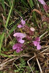 Waldmoor-Lusekraut, Wald-Lusekraut, Pedicularis sylvatica, Pedicularis sylvatica, Waldmoor-Lusekraut, Wald-Lusekraut, Orobanchaceae, Blhend Kauf von 03559_pedicularis_sylvatica_dsc_1464.jpg